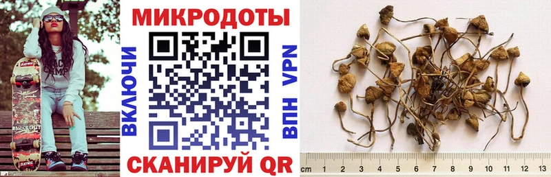 как найти   Зима  Галлюциногенные грибы Psilocybe 